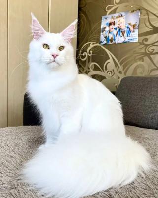  white Maine coon kitty boy 6 months old   - Perth Cats, Kittens