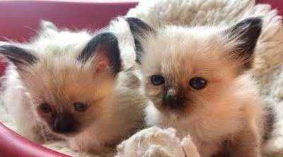 2 Charming Birmans kittens for sale whatsapp by text or call +33745567830