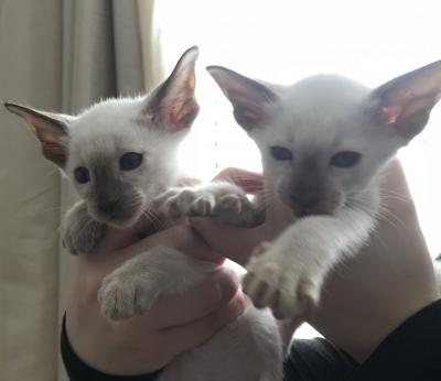 We have beautiful, healthy Siamese kittens for sale whatsapp by text or call +33745567830