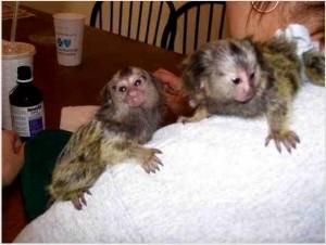 Affectionate Cute Baby Marmoset Monkeys Available for sale whatsapp by text or call +33745567830 - Kuwait Region Livestock