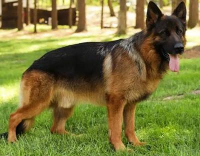 German Shepherds for Sale Maryland - Other Other