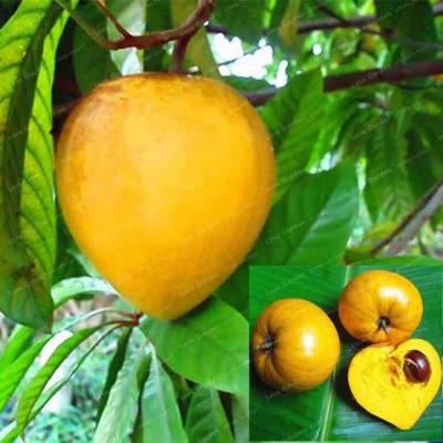 Buy Mango Tree Online in India - Kolkata Other