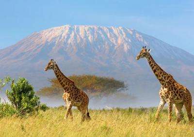 3 Days Tanzania Wildlife Safari - Other Other