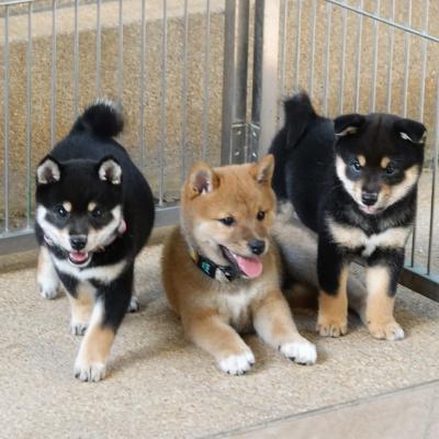 Shiba Inu Puppies - Bern Cats, Kittens