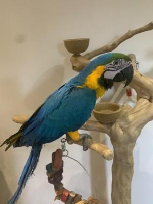 Blue and Gold macaw Parrots - Berlin Birds