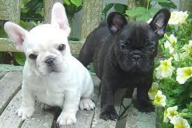 French Bulldog Puppies - Berlin Dogs, Puppies