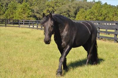 Black friesian gelding horse - Sharjah Dogs, Puppies