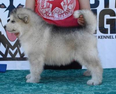 Alaskan Malamute Welpen - Vienna Dogs, Puppies