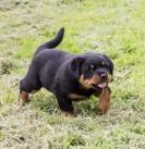 Rottweiler Puppies - Berlin Dogs, Puppies