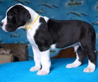 Purebred Great Dane puppies - Berlin Dogs, Puppies