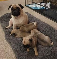 Beautiful Kc Registered Pug Puppies For Sale.po. - Portsmouth Dogs, Puppies
