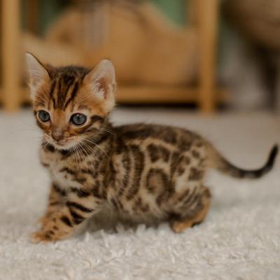 Bengal kittens - Berlin Cats, Kittens