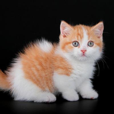 Stunning munchkin kittens for sale - Berlin Cats, Kittens