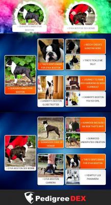 Boston terrier - Vienna Dogs, Puppies