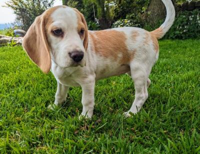 Beautiful KC Beagles Puppies - Bournemouth Dogs, Puppies