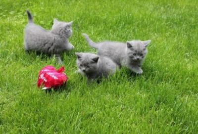 Scottish fold kittens - Berlin Cats, Kittens