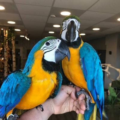 Blue and Gold macaw Parrots!