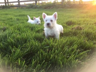 West Highland Terrier Puppies for sale.Whatsap : +351924685560