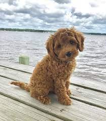 Labradoodle Puppies Price in Nagpur - Nagpur Dogs, Puppies