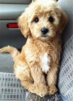 Labradoodle Puppies Price in Nagpur - Nagpur Dogs, Puppies