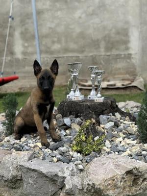 Belgian Shepherd - Malinois - Vienna Dogs, Puppies