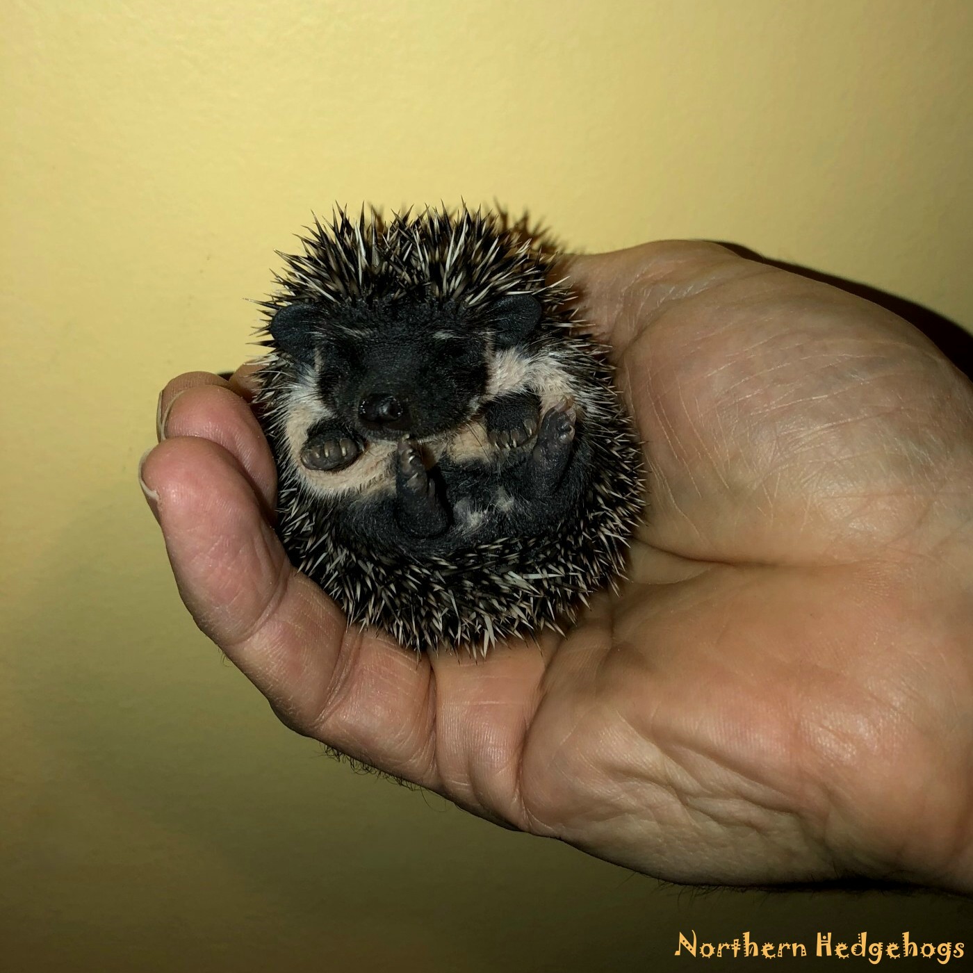 Baby Hedgehogs from a local Ethical Breeder - Kitchener Other