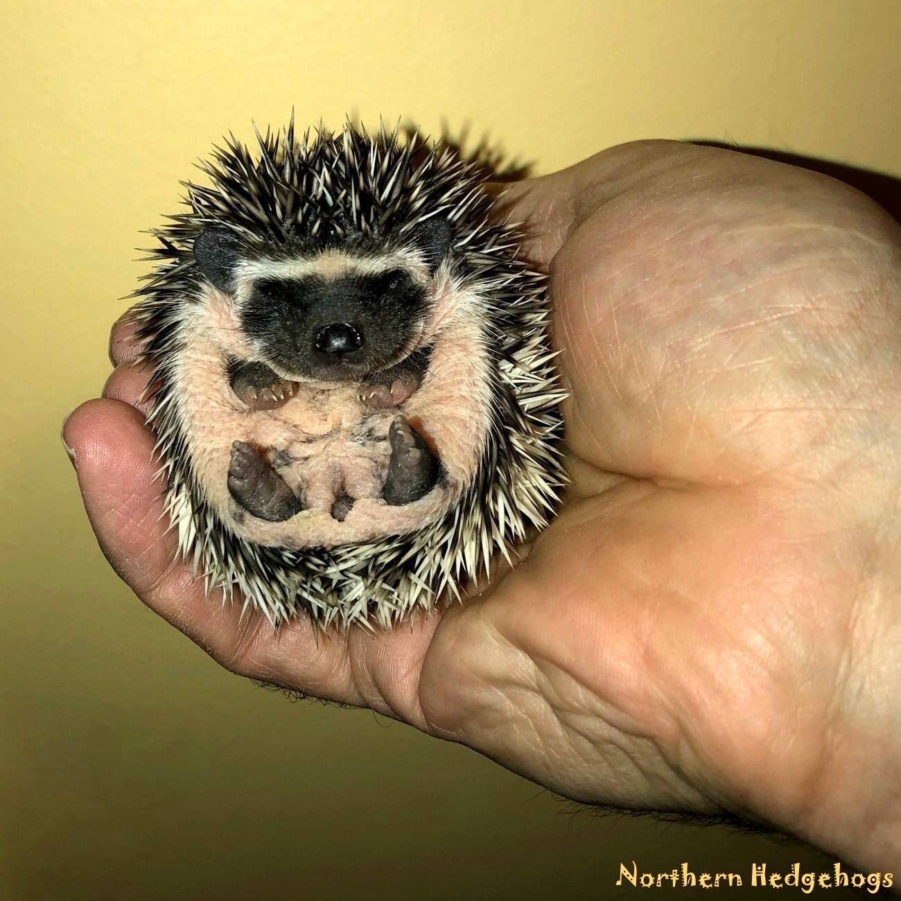 Baby Hedgehogs from a local Ethical Breeder - Kitchener Other