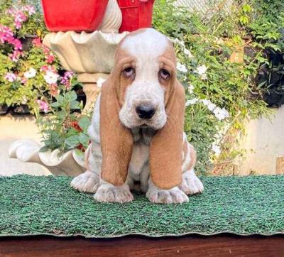 Best Place to Buy Basset Hound in Nagpur - Nagpur Dogs, Puppies