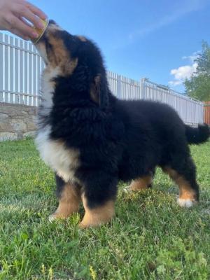 Bernese mountain dog - Chicago Dogs, Puppies