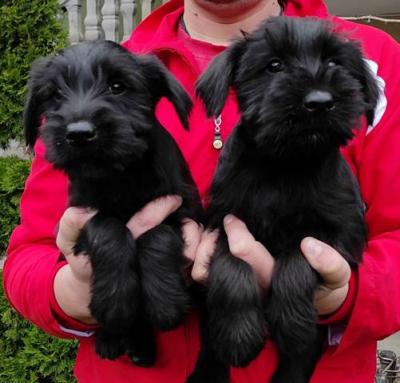 Mittelgroßer schwarzer Schnauzer - Vienna Dogs, Puppies