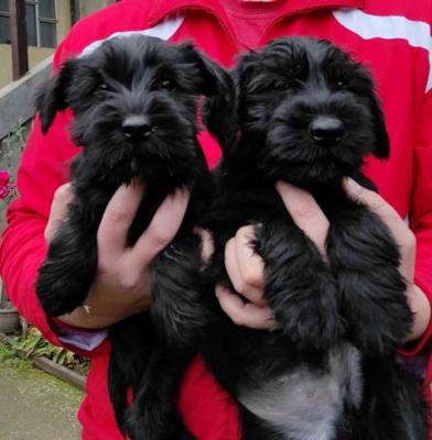 Mittelgroßer schwarzer Schnauzer - Vienna Dogs, Puppies