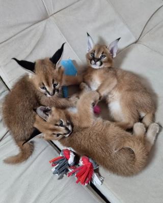 serval, savannah and caracal kittens available - Sydney Cats, Kittens