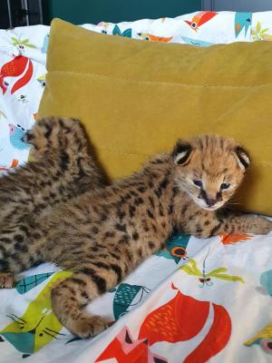 serval, savannah and caracal kittens available - Sydney Cats, Kittens