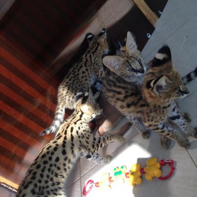 serval, savannah and caracal kittens available - Sydney Cats, Kittens