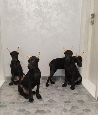 Melanistic DOBERMANS - Vienna Dogs, Puppies