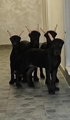 Melanistic DOBERMANS - Vienna Dogs, Puppies