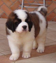 lovely Saint Bernard Puppies For Sale.fdg. - Perth Dogs, Puppies
