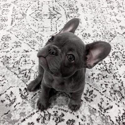 French Bulldog Puppies For Sale - Sydney Dogs, Puppies