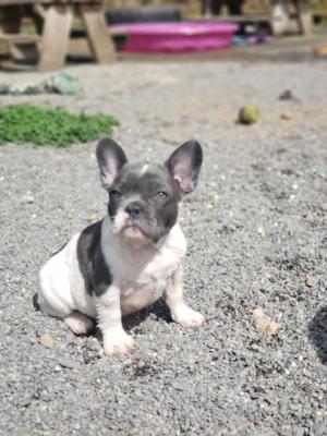 French Bulldog puppies available VC - Melbourne Dogs, Puppies