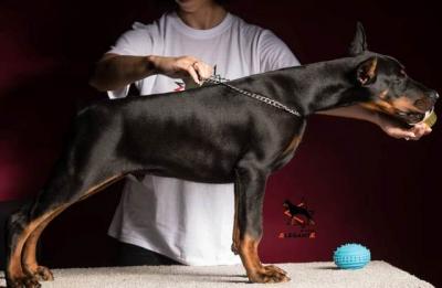 Dobermann-Welpen - Vienna Dogs, Puppies