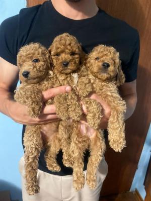 Adorable brown poodle puppies - Vienna Dogs, Puppies