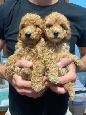 Adorable brown poodle puppies - Vienna Dogs, Puppies