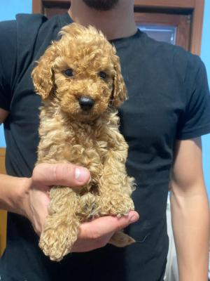 Adorable brown poodle puppies - Vienna Dogs, Puppies