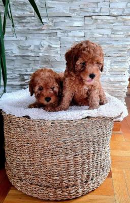 Poodles - Vienna Dogs, Puppies