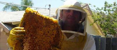 Bee Exterminator San Diego - San Diego Other