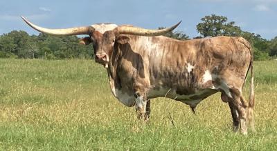 Quality Livestock Investment in Texas Longhorns for Sale - Other Other