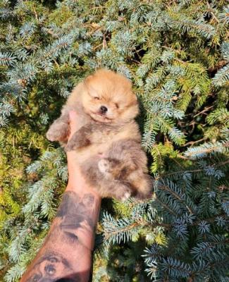 Pomeranian-Babys mit überlegener Genetik - Vienna Dogs, Puppies