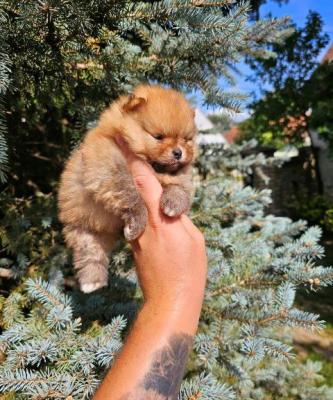 Pomeranian-Babys mit überlegener Genetik - Vienna Dogs, Puppies