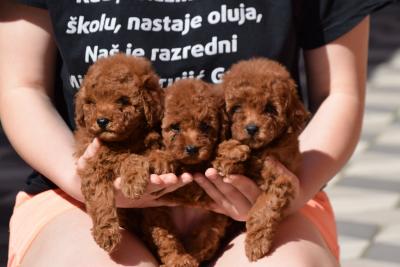 Red toy poodle - Vienna Dogs, Puppies
