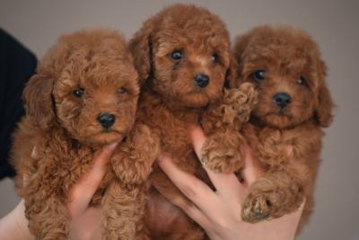 Red toy poodle - Vienna Dogs, Puppies